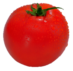 tomat-ug